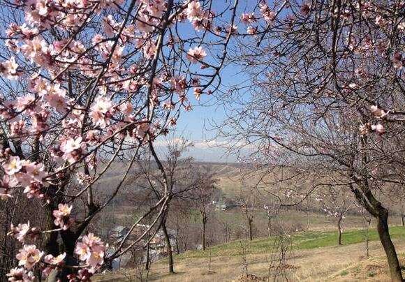 Spring in Kashmir