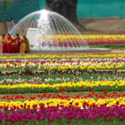 Kashmir Tulip Festival 2025