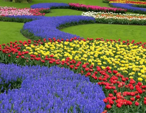 Indira Gandhi Memorial Tulip Garden, Srinagar