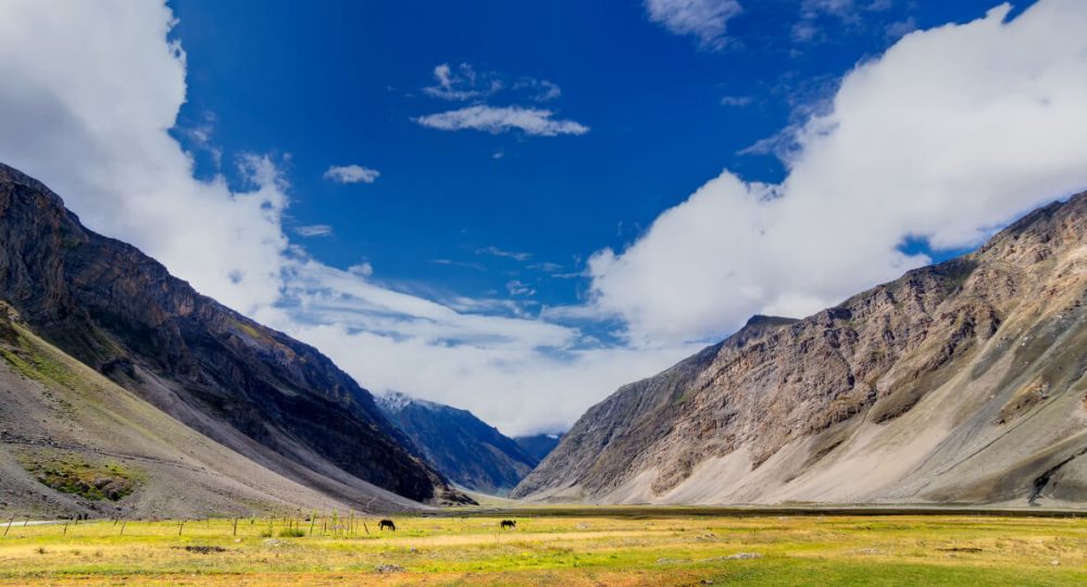 drass valley ladakh golden wheels