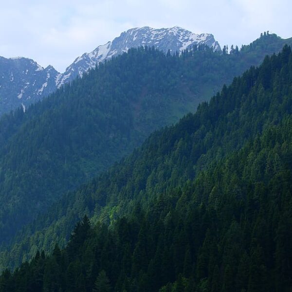 jammu and kashmir forest nature green 1