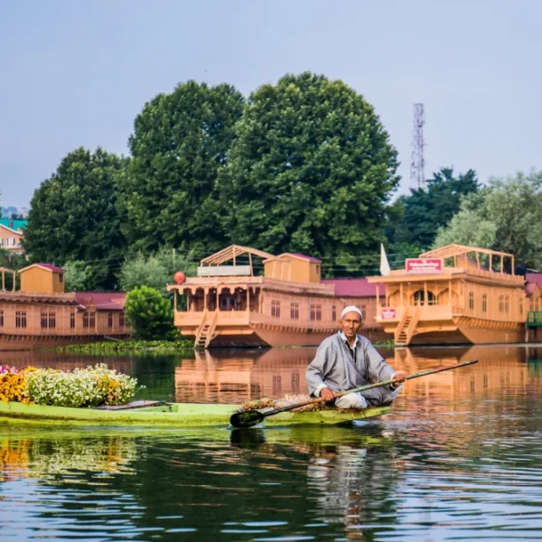 kashmir in april golden wheels