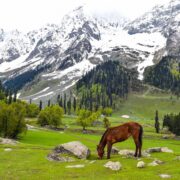 Sonamarg Sightseeing