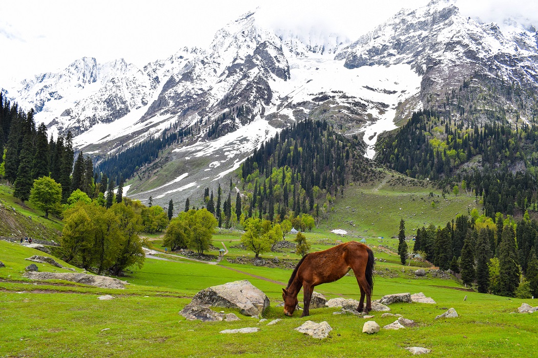 Sonamarg Sightseeing