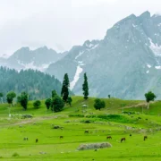 Best Time to Visit Sonamarg