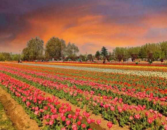 How to Reach Tulip Garden