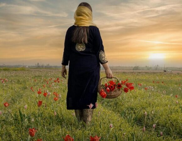 Kashmir’s Tulips: A Blooming Legacy.