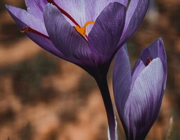 Saffron : A Golden Heritage