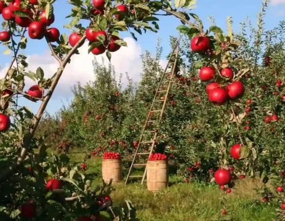 Apple Season in Kashmir : A Harvest of Flavor