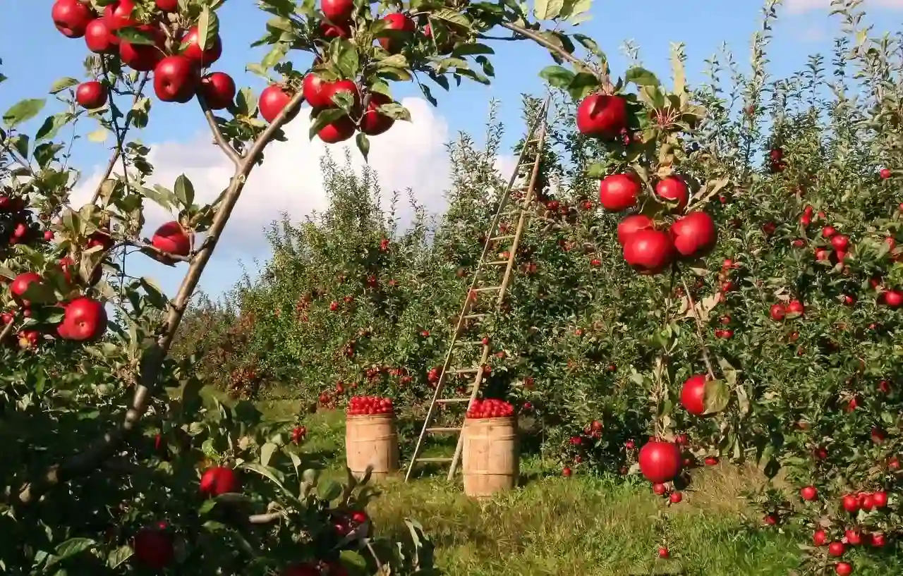 Apple Season in Kashmir golden wheels
