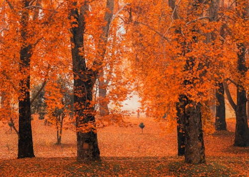 Kashmir in October