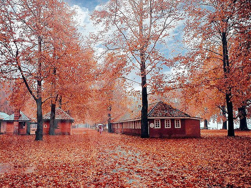 Kashmir in Autumn golden wheels