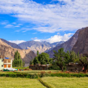 Turtuk Village golden wheels