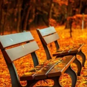 Srinagar in November