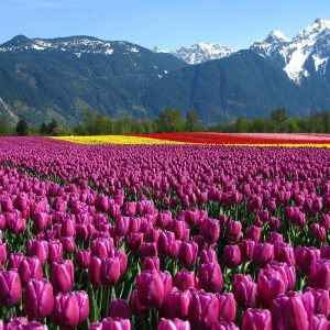 842550 top kashmir wallpaper 1920x1200 for hd 1080p