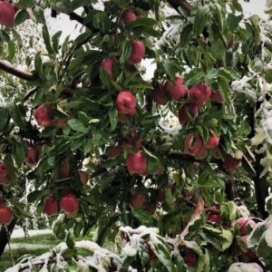 Apple Season in Kashmir golden wheels