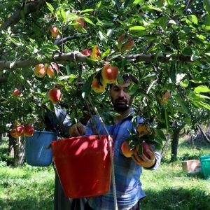 Apple Season in Kashmir golden wheels