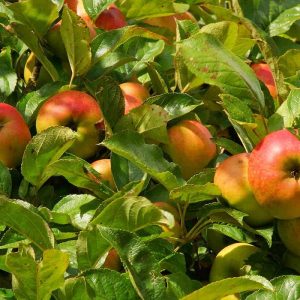 Apple Season in Kashmir golden wheels