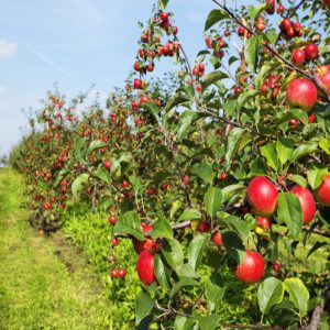 Apple Season in Kashmir golden wheels