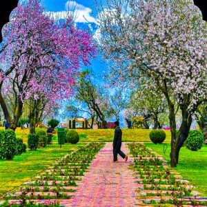 Badamwari Mughal Garden golden wheels