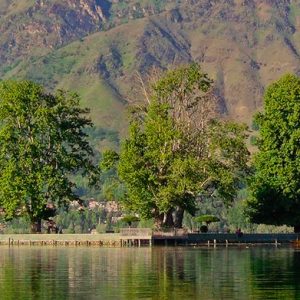 Char Chinar golden wheels 1