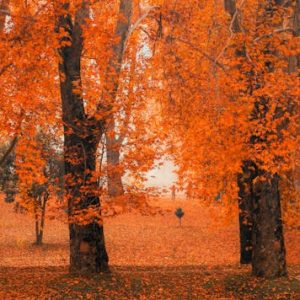 Kashmir in October