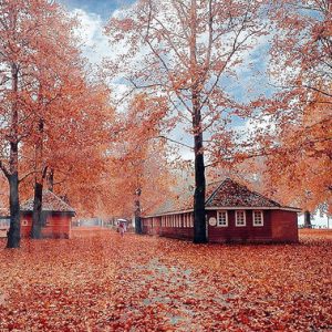 Kashmir in Autumn golden wheels