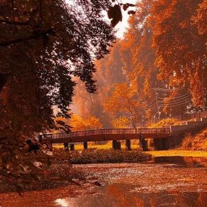 Kashmir in Autumn golden wheels
