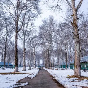 Naseem Bagh golden wheels