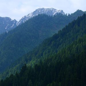 jammu and kashmir forest nature green 1